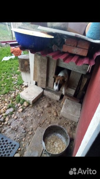 Молодои пес ищет дом купить на Зозу.ру - фотография № 3