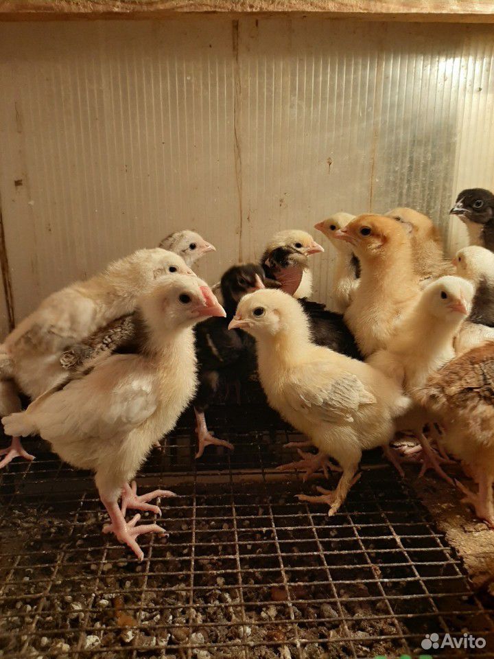 Цыплята кур-несушек, бройлерные, яйцо инкубационно купить на Зозу.ру - фотография № 1