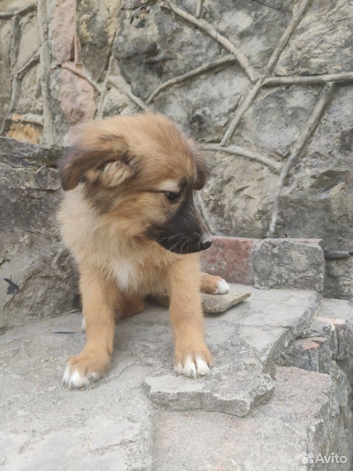 Собака ищет дом купить на Зозу.ру - фотография № 4