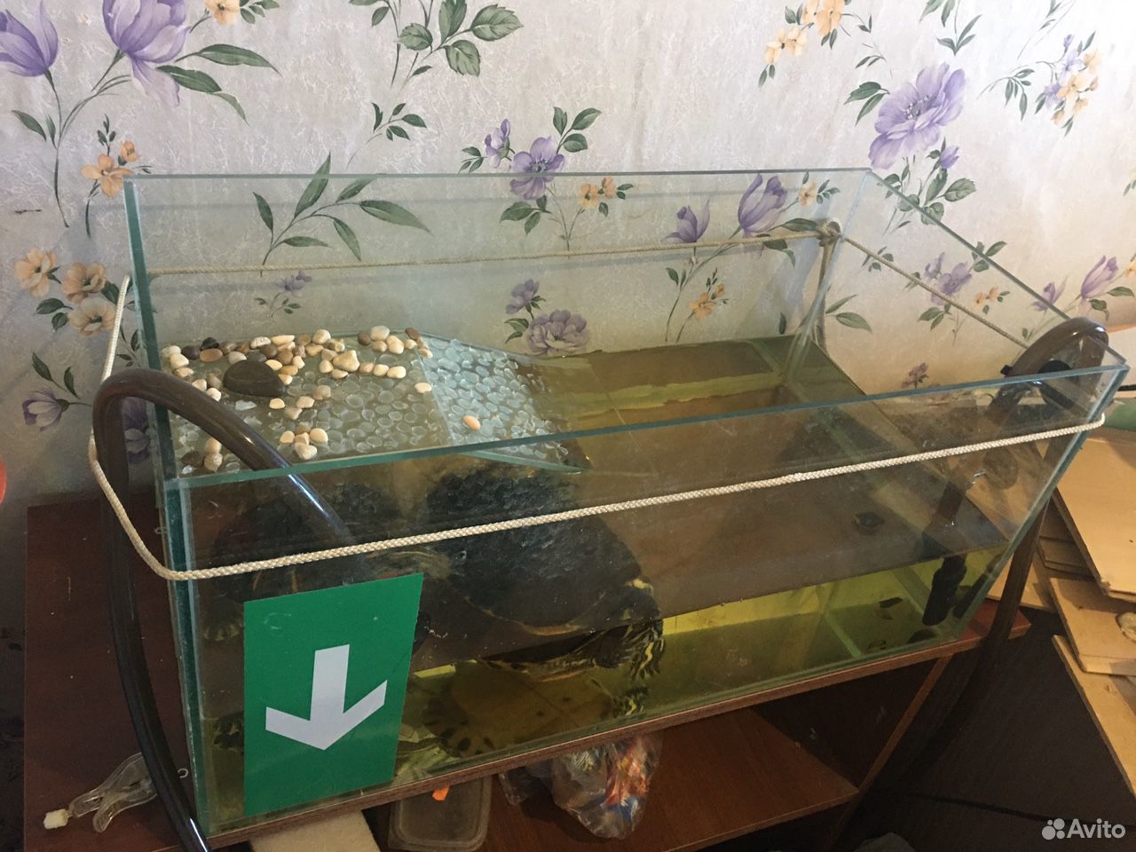 Черепахи красноухие, мальчик и девочка купить на Зозу.ру - фотография № 3