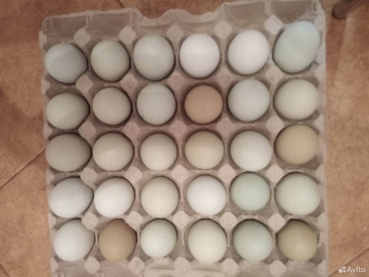 Голубые яйца купить на Зозу.ру - фотография № 2