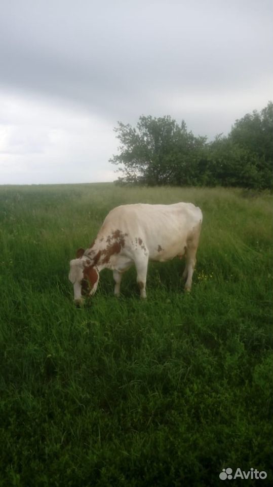 Айрширская корова купить на Зозу.ру - фотография № 1
