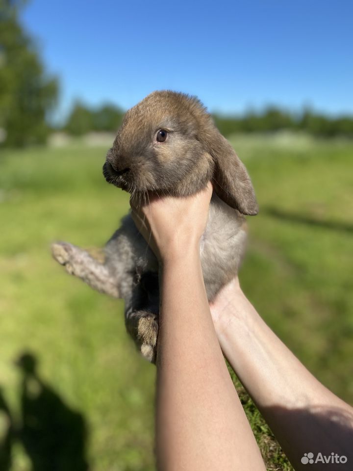 Кролики французский баран купить на Зозу.ру - фотография № 7