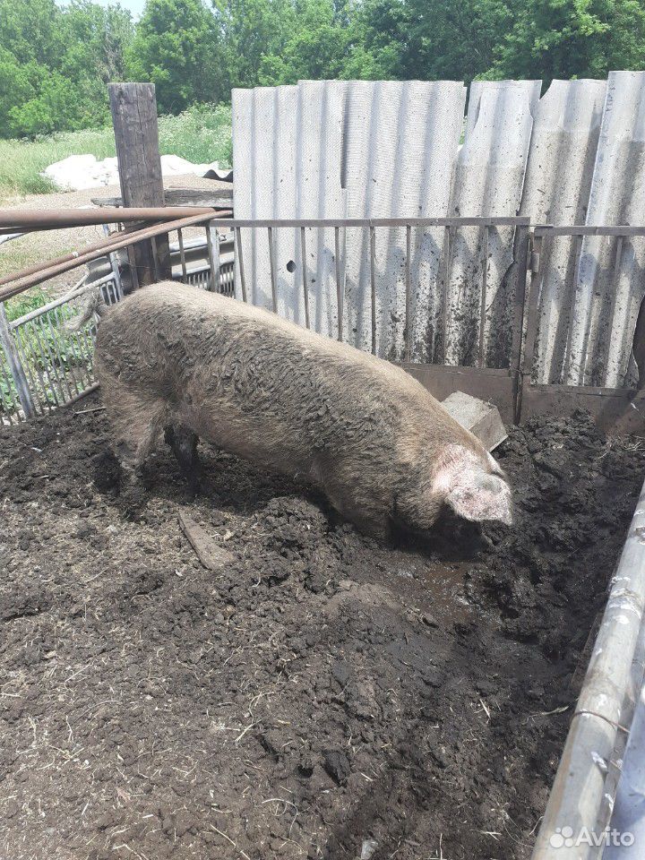 Свиноматкисупоростные и хряк на племя а также свин купить на Зозу.ру - фотография № 6