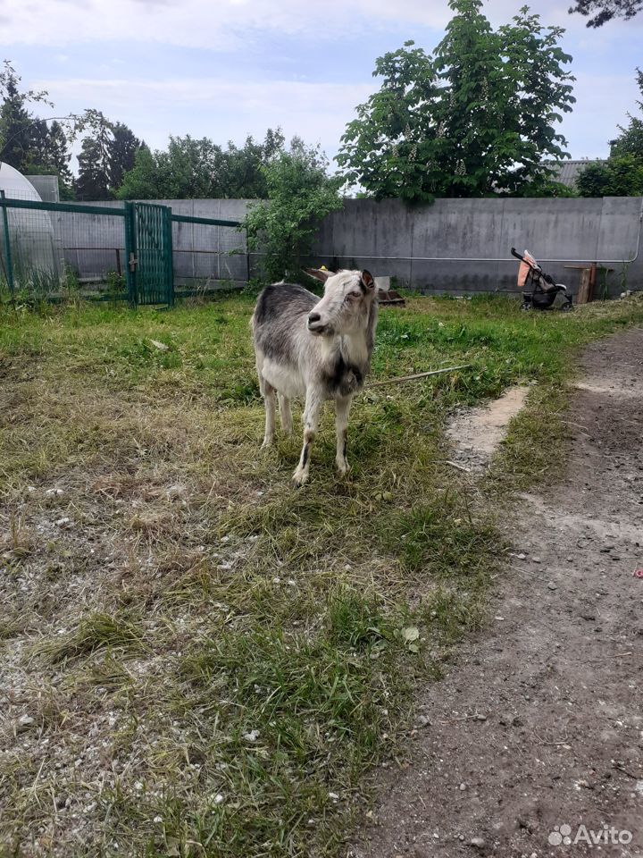 Продам дойную козу первым окотом купить на Зозу.ру - фотография № 1
