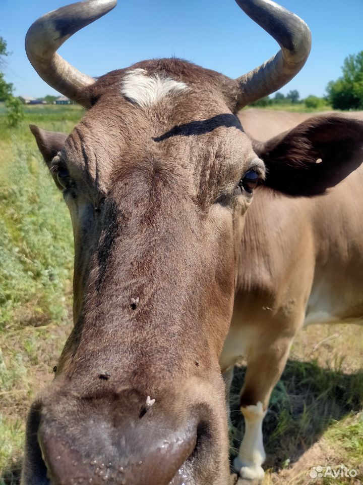 Продам корову купить на Зозу.ру - фотография № 9