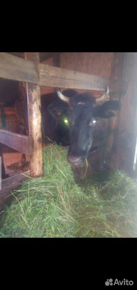 Коровы и бычки купить на Зозу.ру - фотография № 2