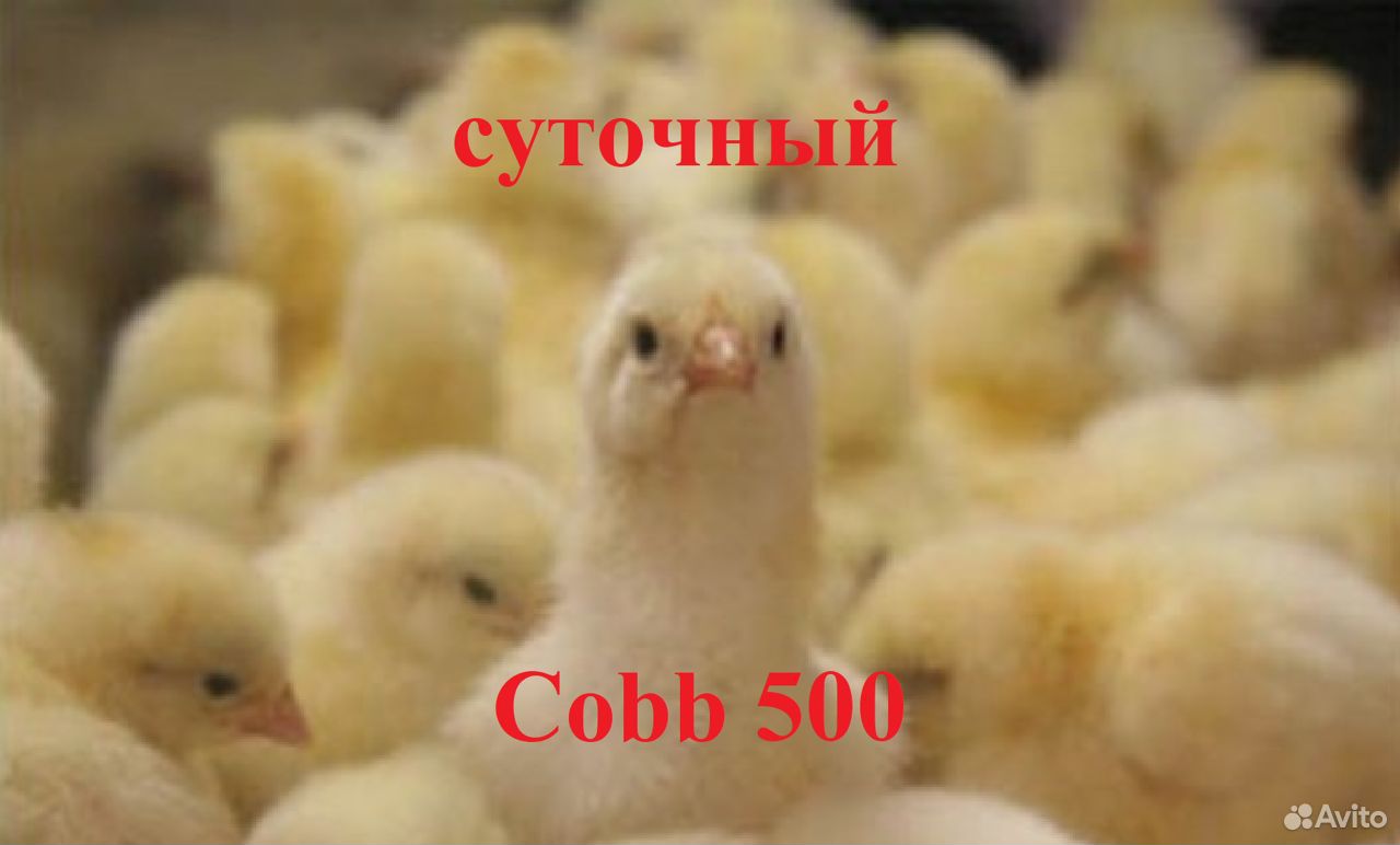 Суточный цыплёнок купить на Зозу.ру - фотография № 1