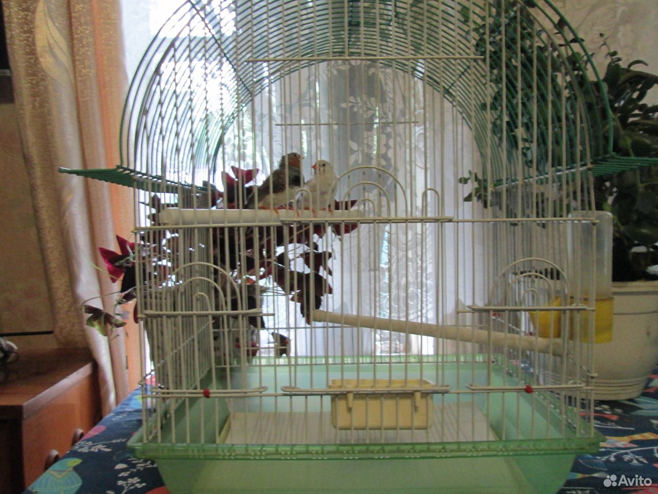 Птицы певчие купить на Зозу.ру - фотография № 3