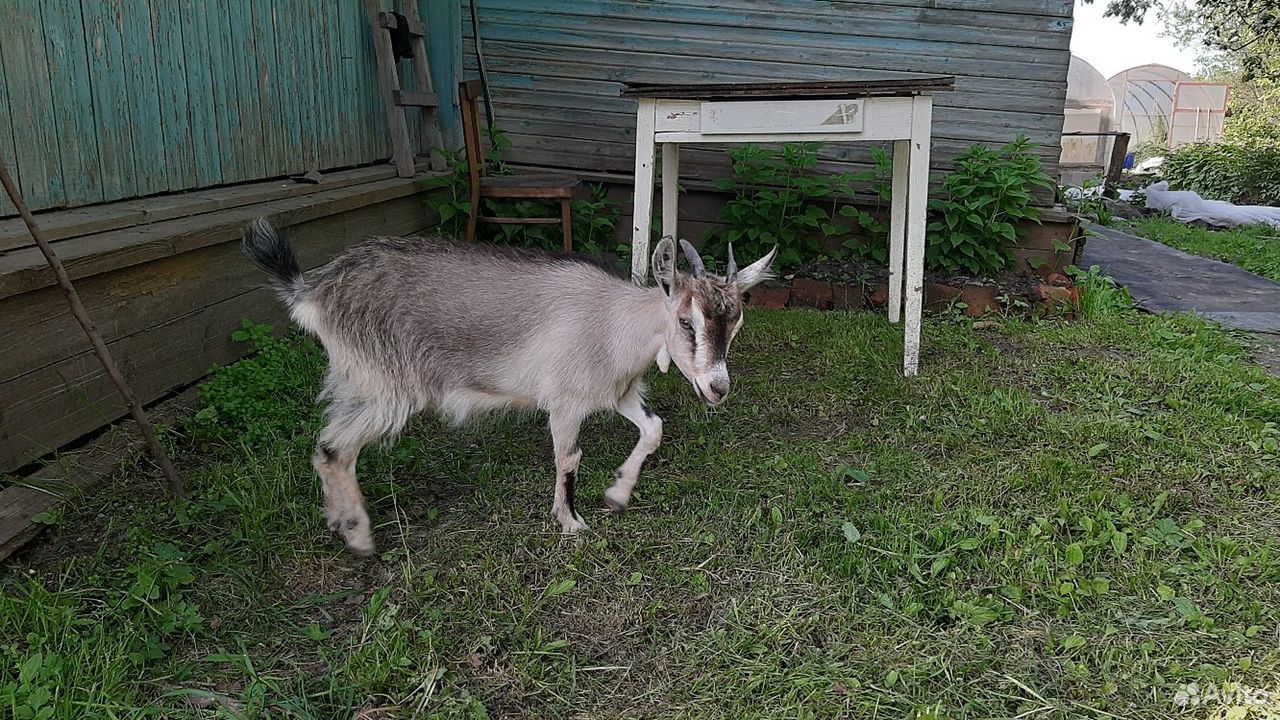 Козочка и коза купить на Зозу.ру - фотография № 1