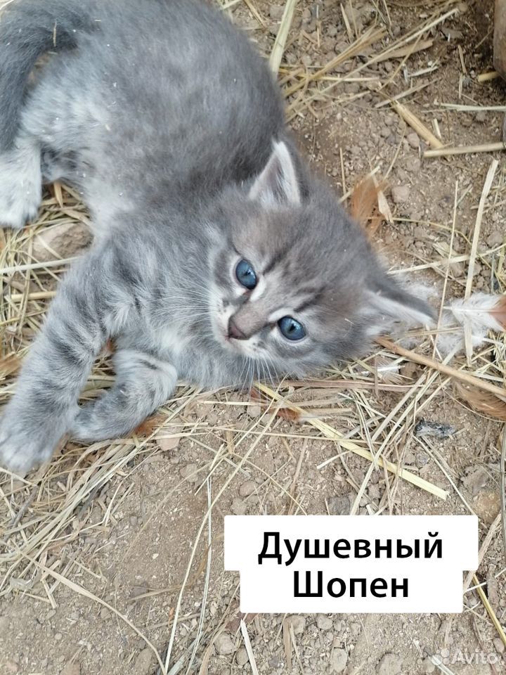 Котодруг (котята) в добрые руки, 1 мес купить на Зозу.ру - фотография № 1