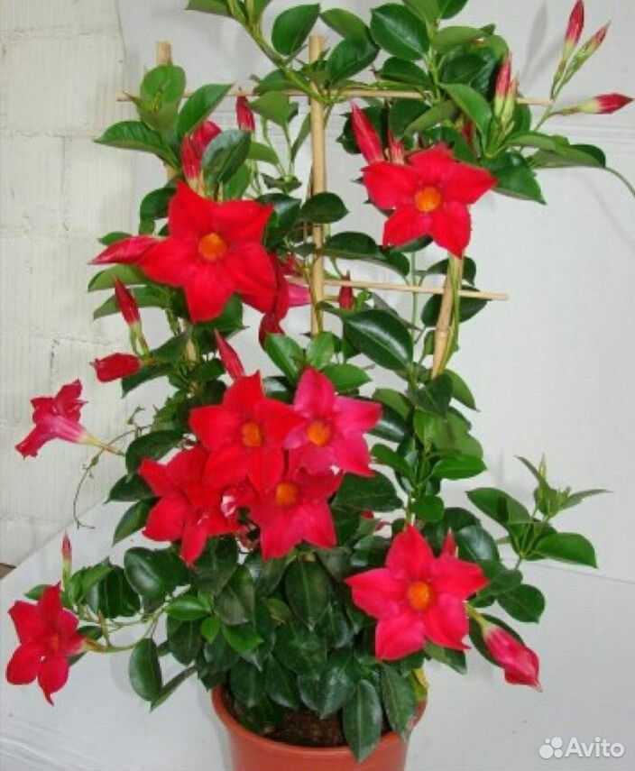 Вьющийся цветок с красными цветами фото и названия
