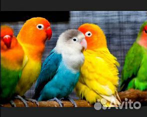 Попугаи неразлучники, кореллы говорящие, волнистые купить на Зозу.ру - фотография № 1