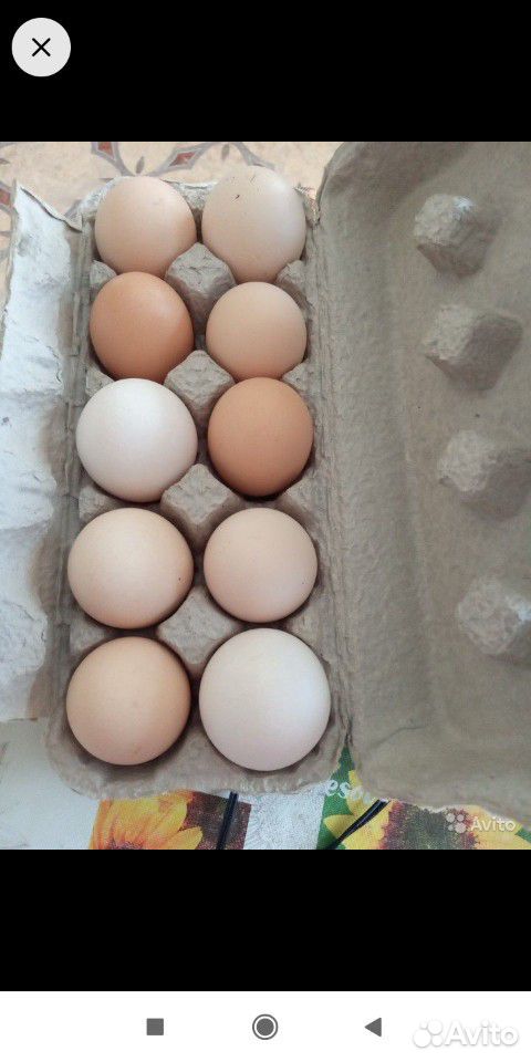 Яйцо куриное домашние купить на Зозу.ру - фотография № 1