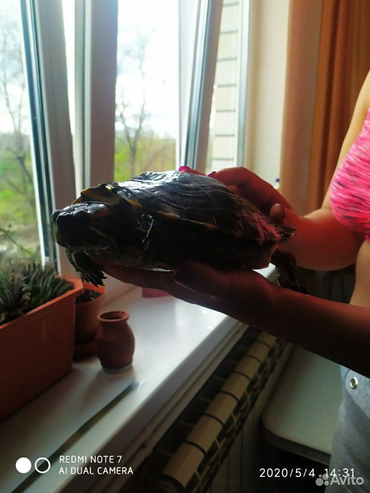 Африканская красноухая черепаха купить на Зозу.ру - фотография № 5