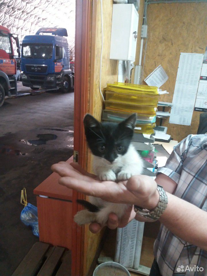 Отдам котят купить на Зозу.ру - фотография № 6