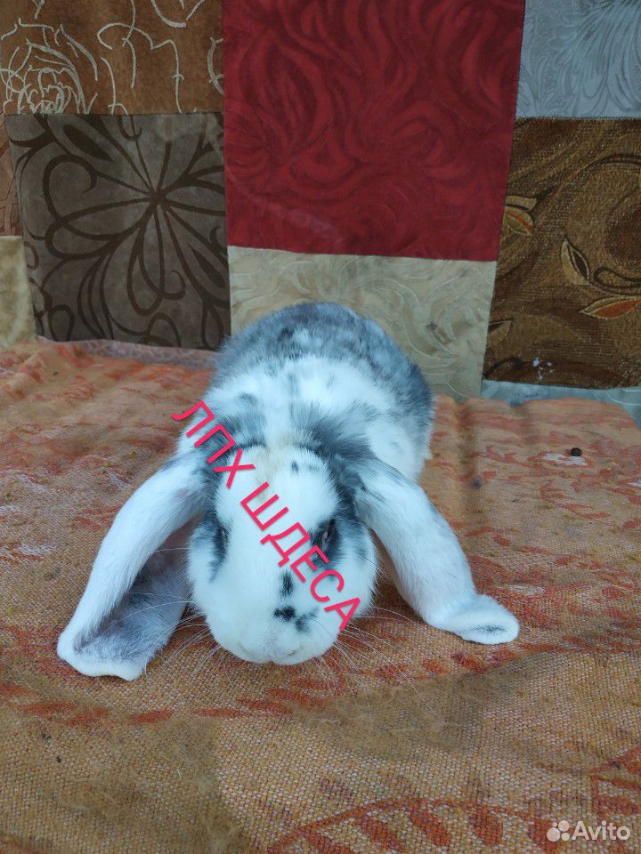 Кролики быстрого набора веса купить на Зозу.ру - фотография № 4
