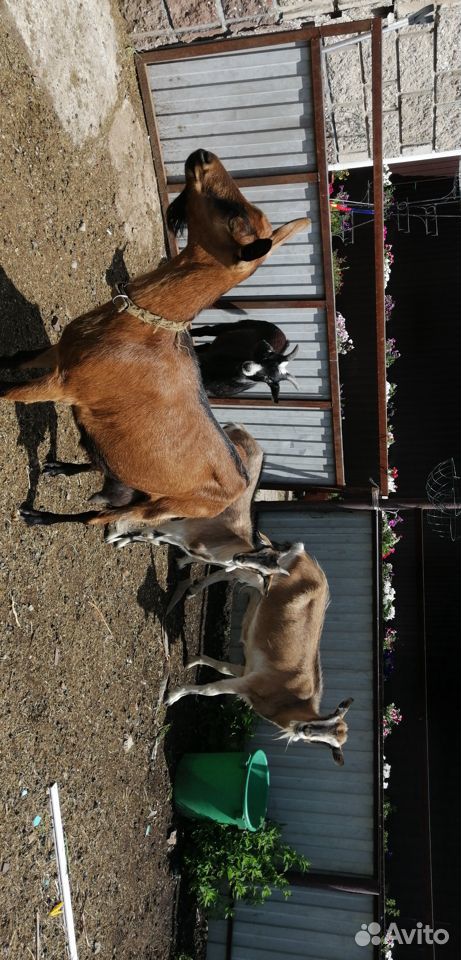 Чешская коза и альпийский козлы купить на Зозу.ру - фотография № 3