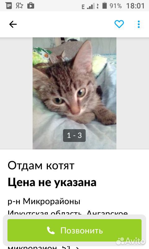 Потерялась кошка купить на Зозу.ру - фотография № 1