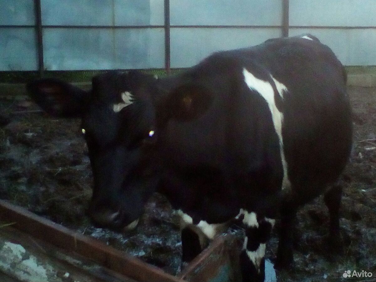Корова и тёлка купить на Зозу.ру - фотография № 3