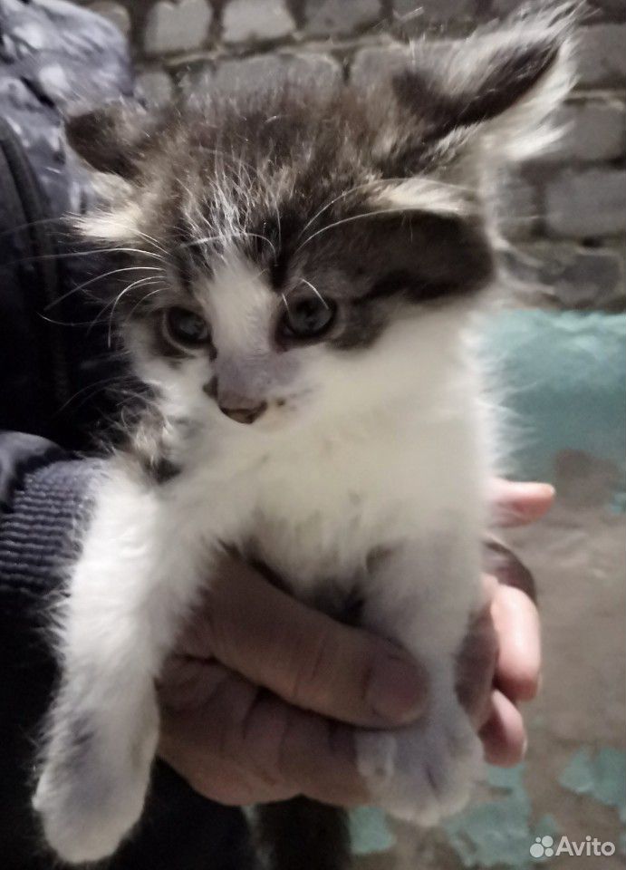 Подарю котёнка купить на Зозу.ру - фотография № 1