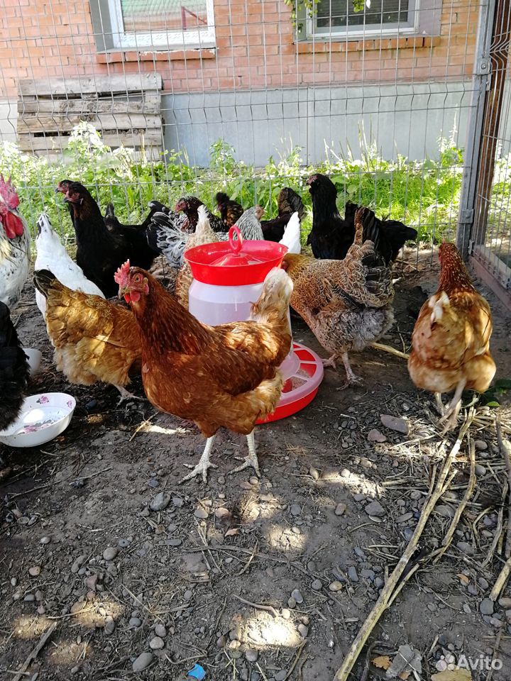 Цыплята несушки от 1 мес до 4мес купить на Зозу.ру - фотография № 2