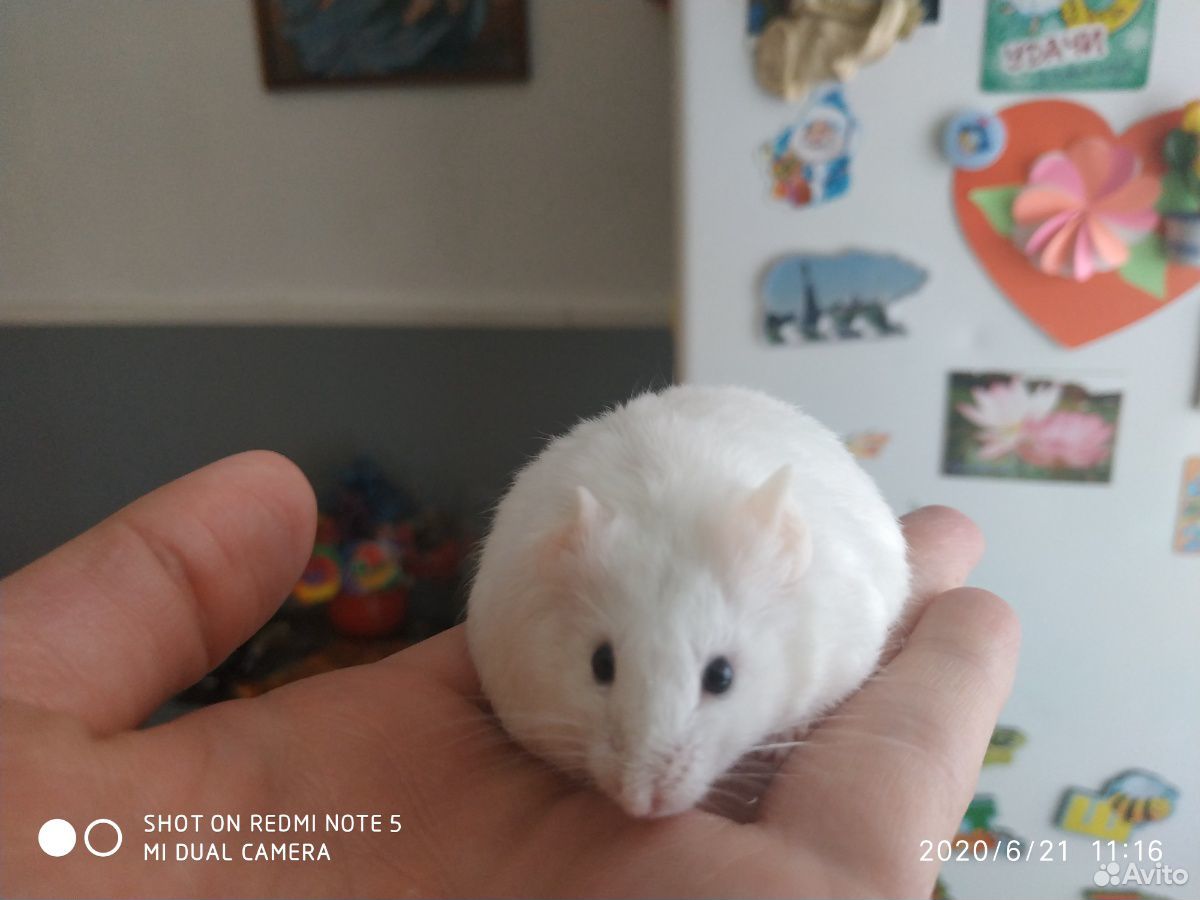 Японский мышки купить на Зозу.ру - фотография № 6