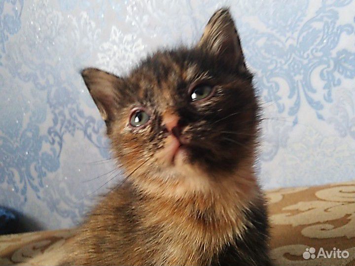Красивый котёнок ищет дом купить на Зозу.ру - фотография № 1