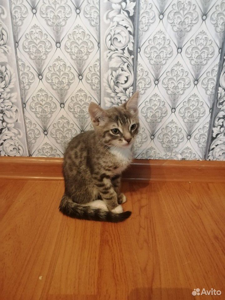Котёнк купить на Зозу.ру - фотография № 3