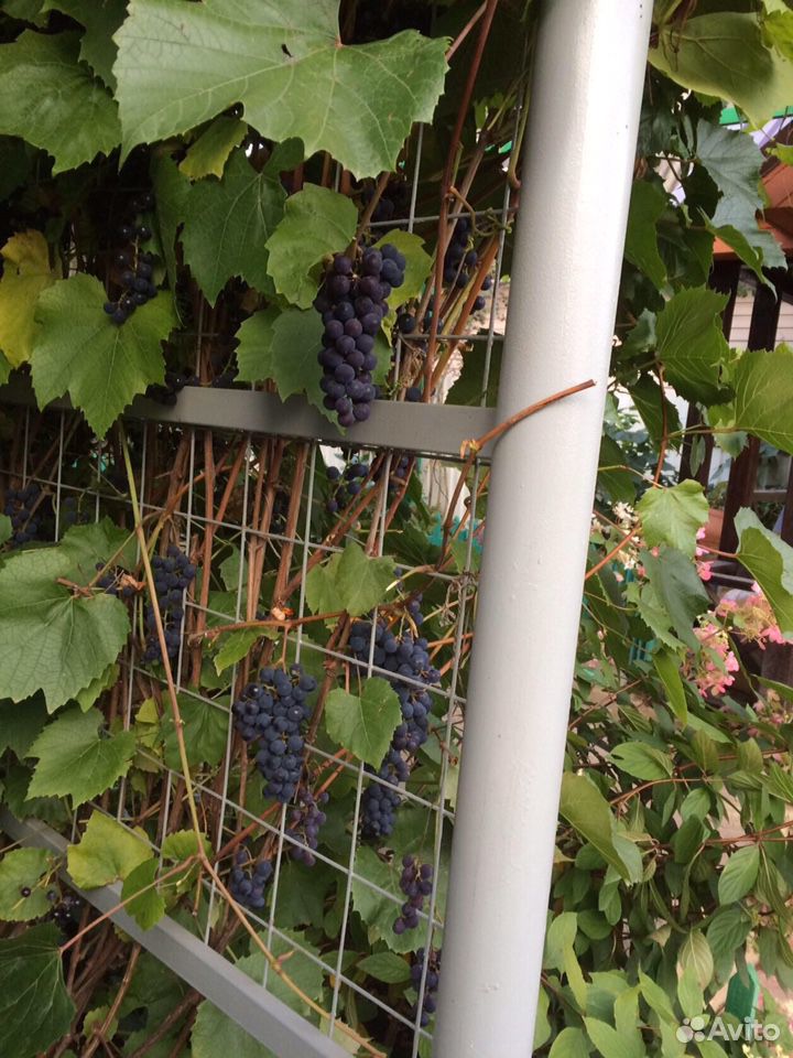 Саженцы винограда «Изабелла» купить на Зозу.ру - фотография № 1