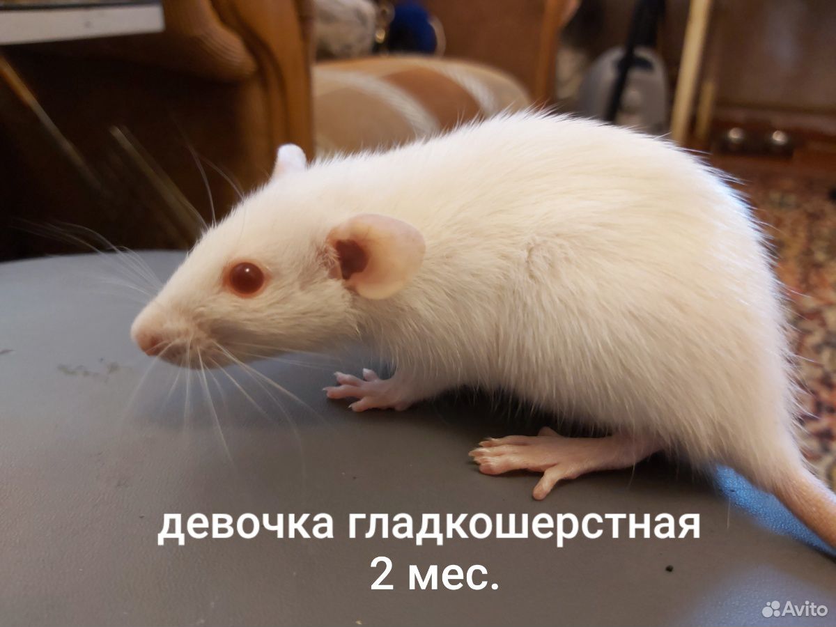 Крыса купить на Зозу.ру - фотография № 1