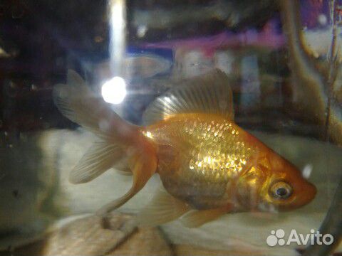 Золотая рыбка купить на Зозу.ру - фотография № 5