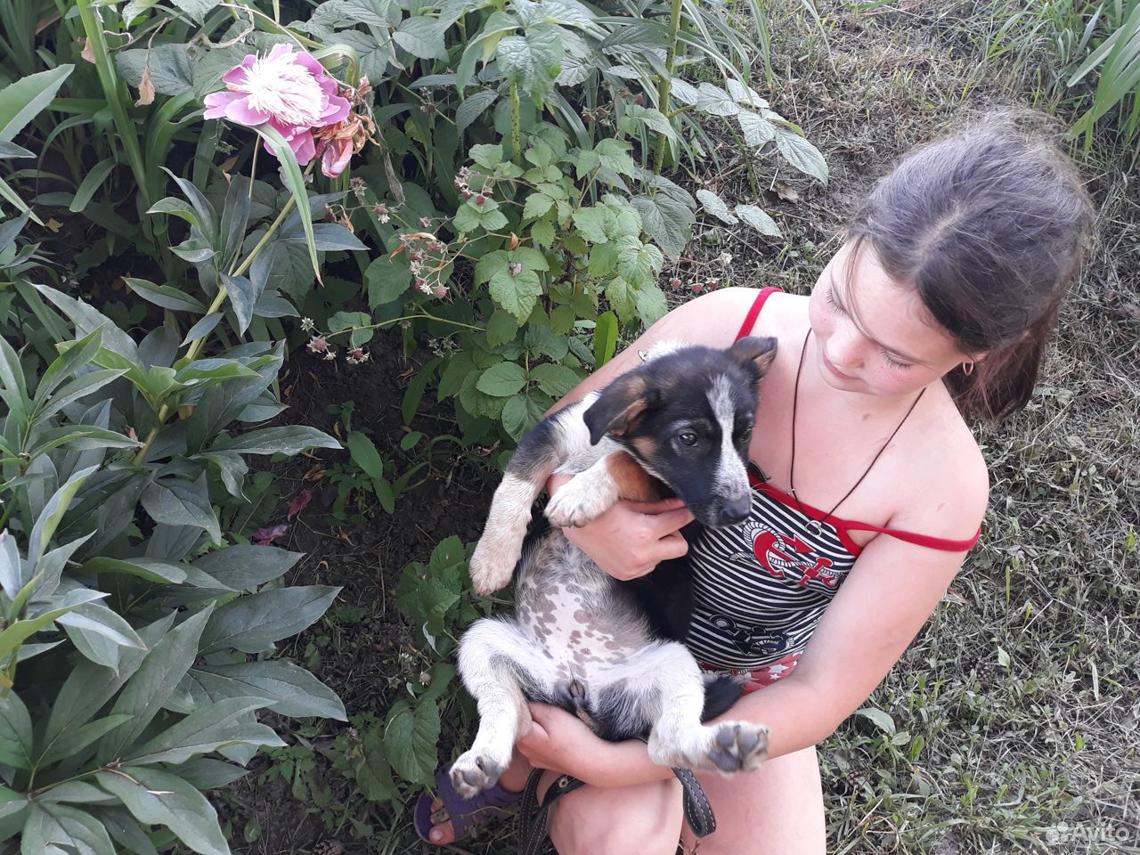 Маленький щенок Камри останется маленькой собачкой купить на Зозу.ру - фотография № 3