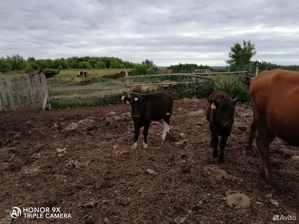 Сельхоз животные купить на Зозу.ру - фотография № 7
