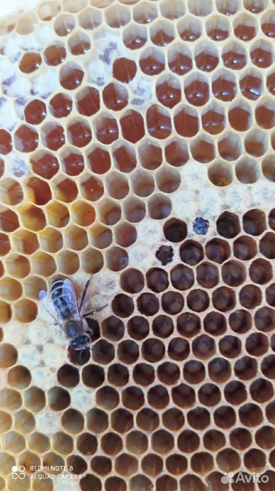 Заберу пчел, вывезу дикие рои пчел купить на Зозу.ру - фотография № 1
