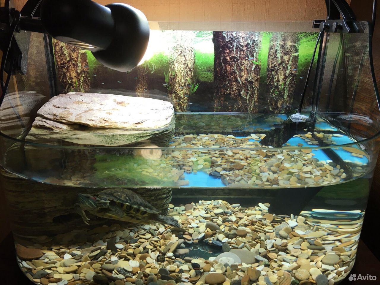 Красноухая черепаха вместе с аквариумом купить на Зозу.ру - фотография № 1