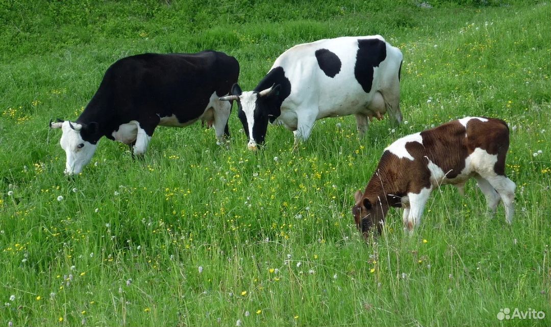 Коровы и телята купить на Зозу.ру - фотография № 1