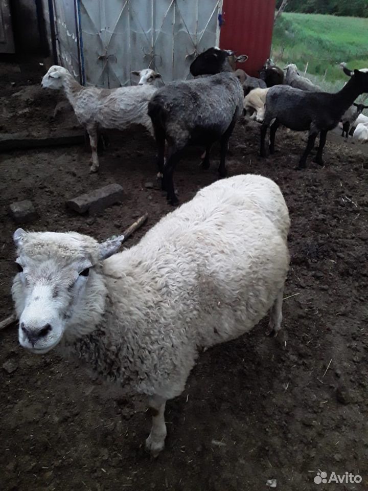 Бараны, козы, овцы купить на Зозу.ру - фотография № 1