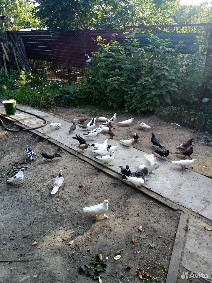 Бойные бакинские голуби купить на Зозу.ру - фотография № 4