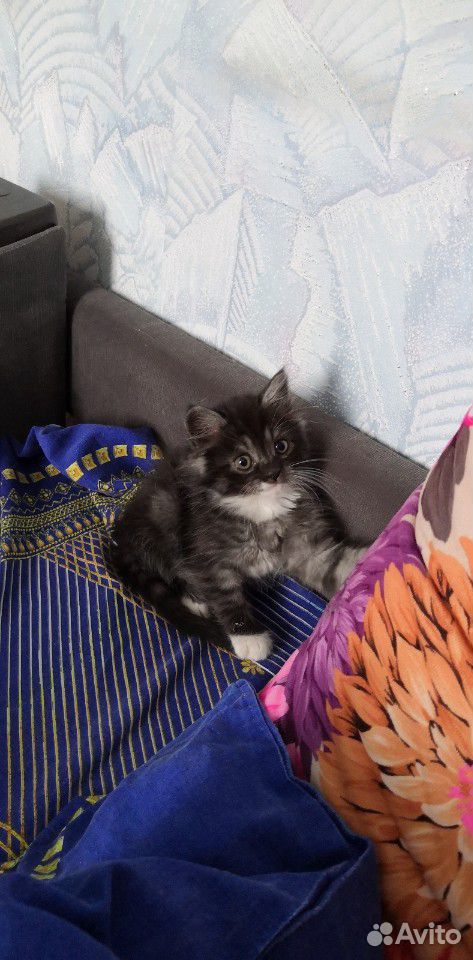 Кошка 2 месяца купить на Зозу.ру - фотография № 1