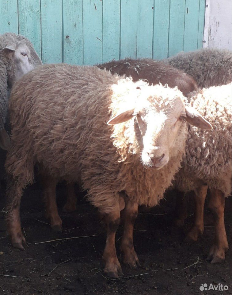 Баран,ярки,овцы купить на Зозу.ру - фотография № 2