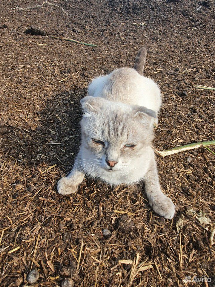 Продаём 3 котят в конце мамка купить на Зозу.ру - фотография № 4