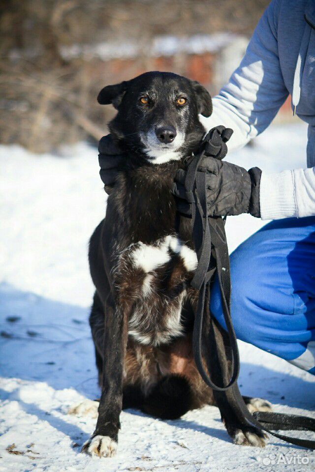 Крупная собака-компаньон купить на Зозу.ру - фотография № 3