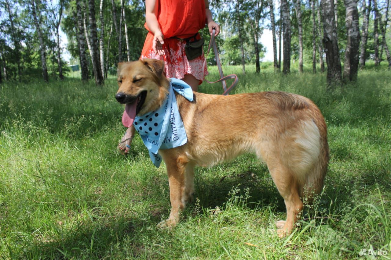 Собака Лиза в добрые руки купить на Зозу.ру - фотография № 2