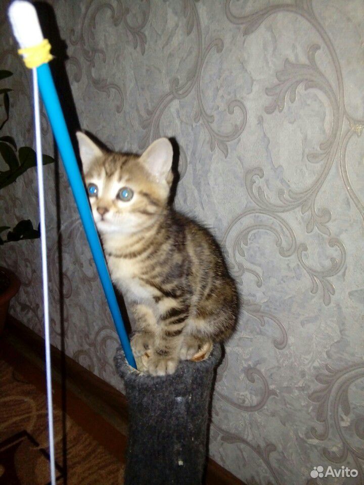 Кошка 3 месяца купить на Зозу.ру - фотография № 3