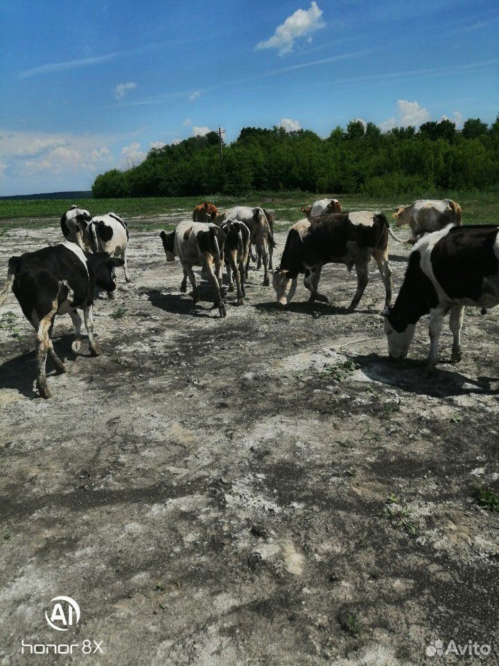 Продаю коров телят и бычков купить на Зозу.ру - фотография № 3