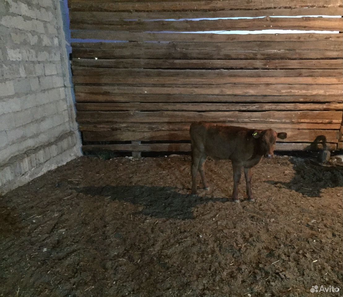 Корова с телёнком не худая не больная купить на Зозу.ру - фотография № 1
