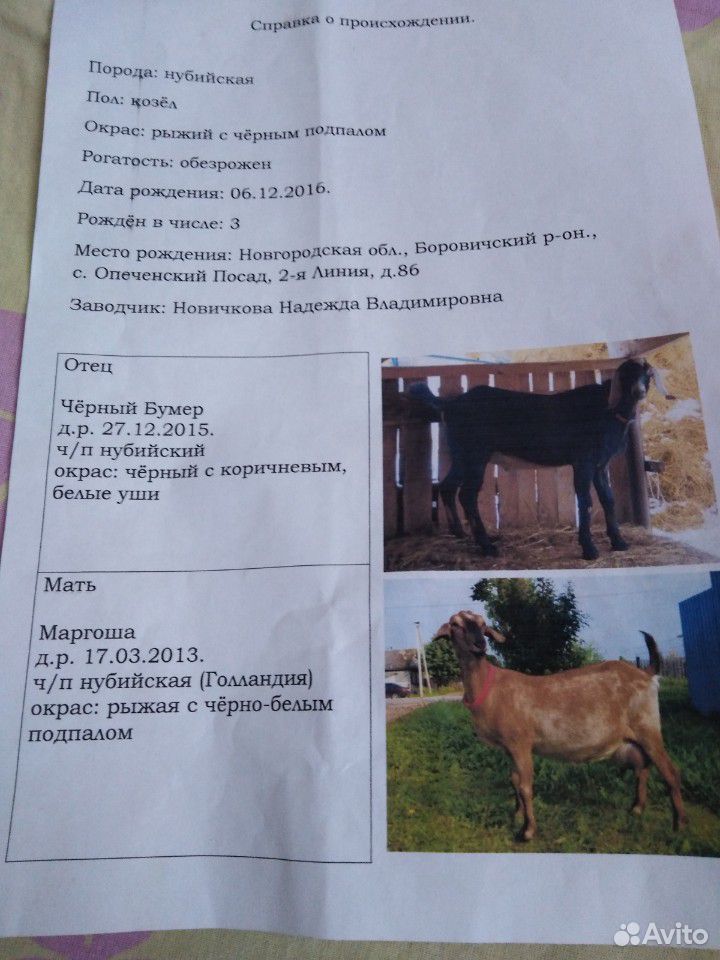 Англо-нубийский козёл купить на Зозу.ру - фотография № 7