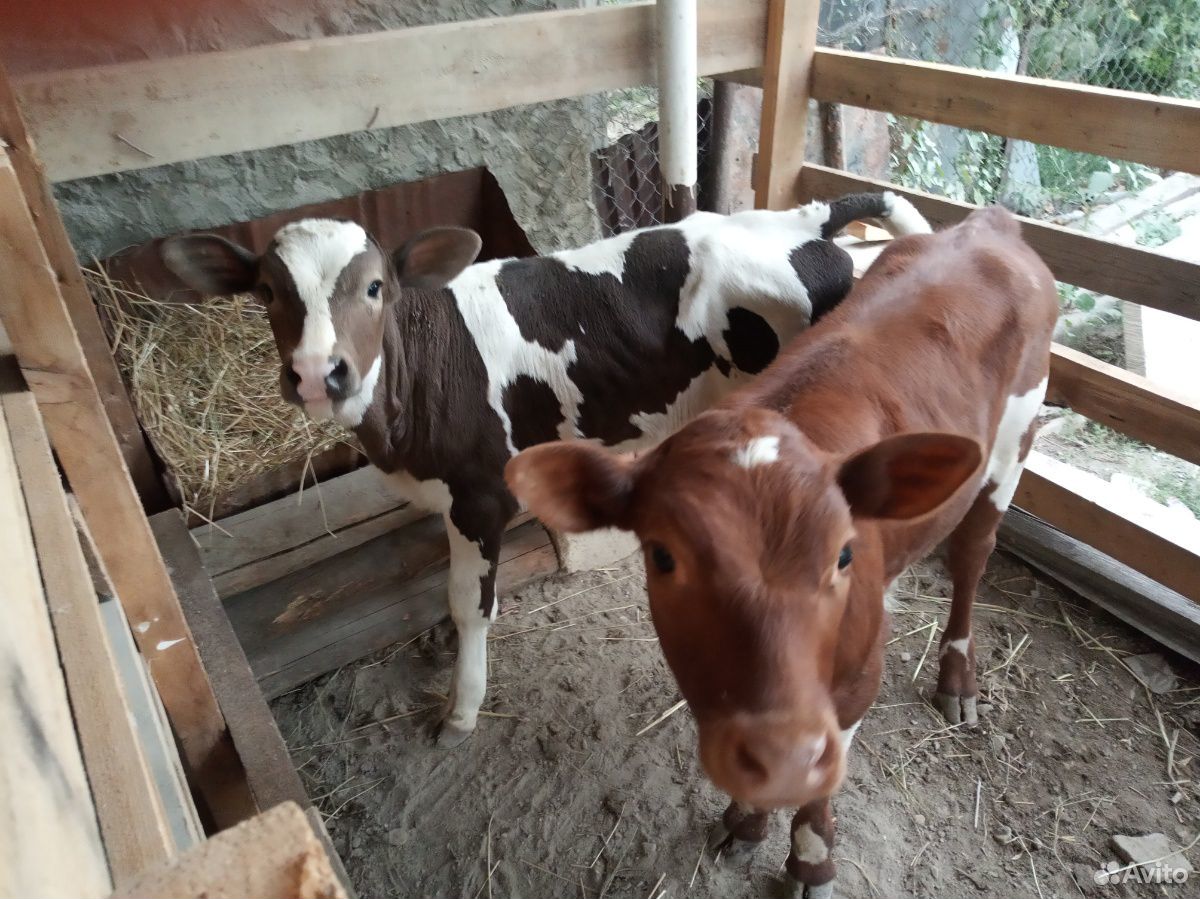 Корова с теленками купить на Зозу.ру - фотография № 3