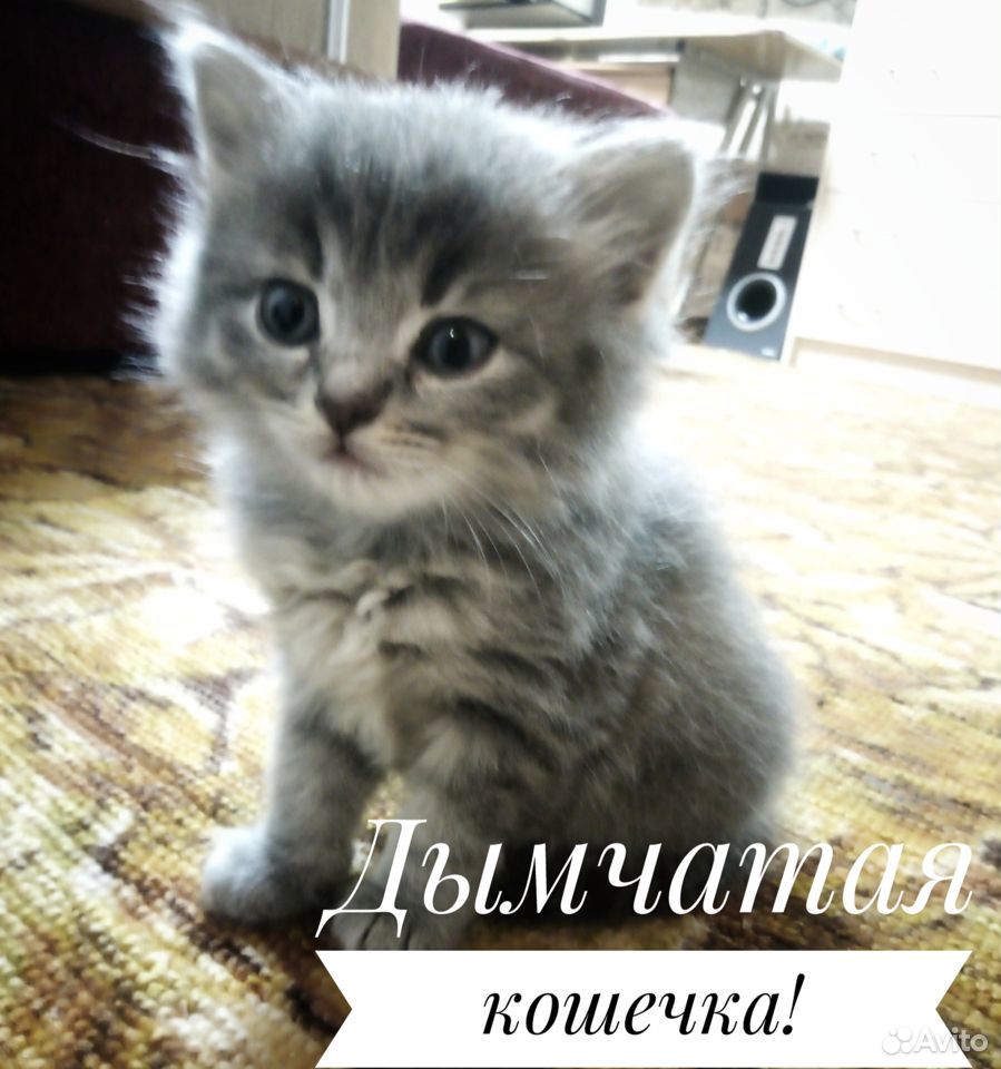 Котята от вислоухий кошки купить на Зозу.ру - фотография № 2